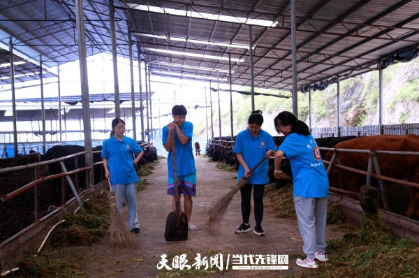 贵州关岭肉牛科技小院学生在牛场工作_副本.jpg