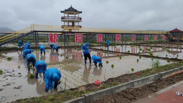 和龙稻米科技小院师生们正在进行水稻插秧。（和龙稻米科技小院供图）