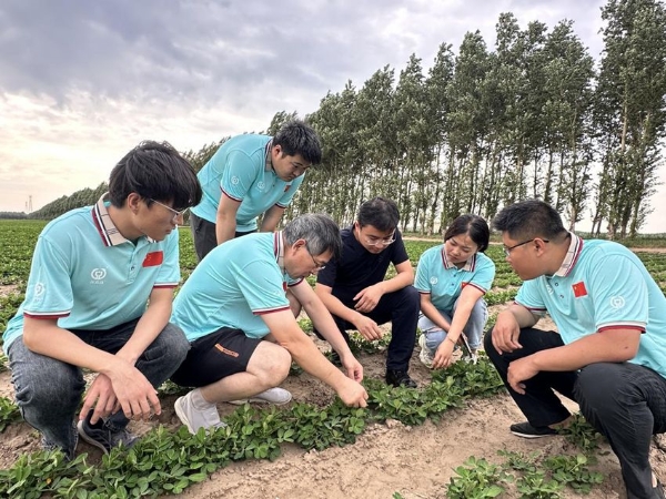 双辽花生科技小院师生们正在察看花生的生长情况。（双辽花生科技小院供图）